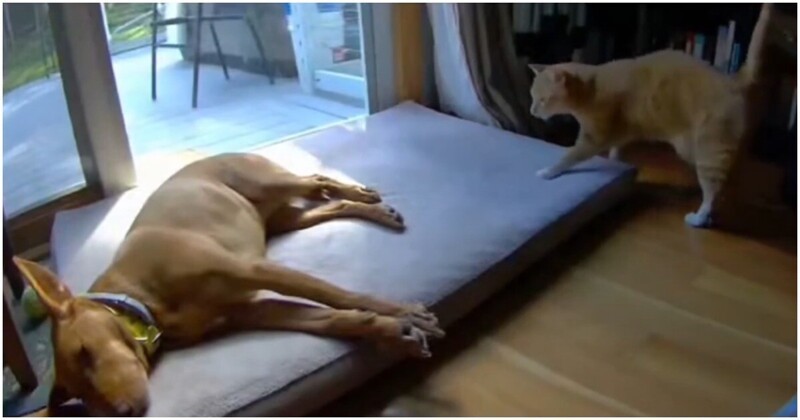 Как пёс ложится рядом со спящим котом и наоборот