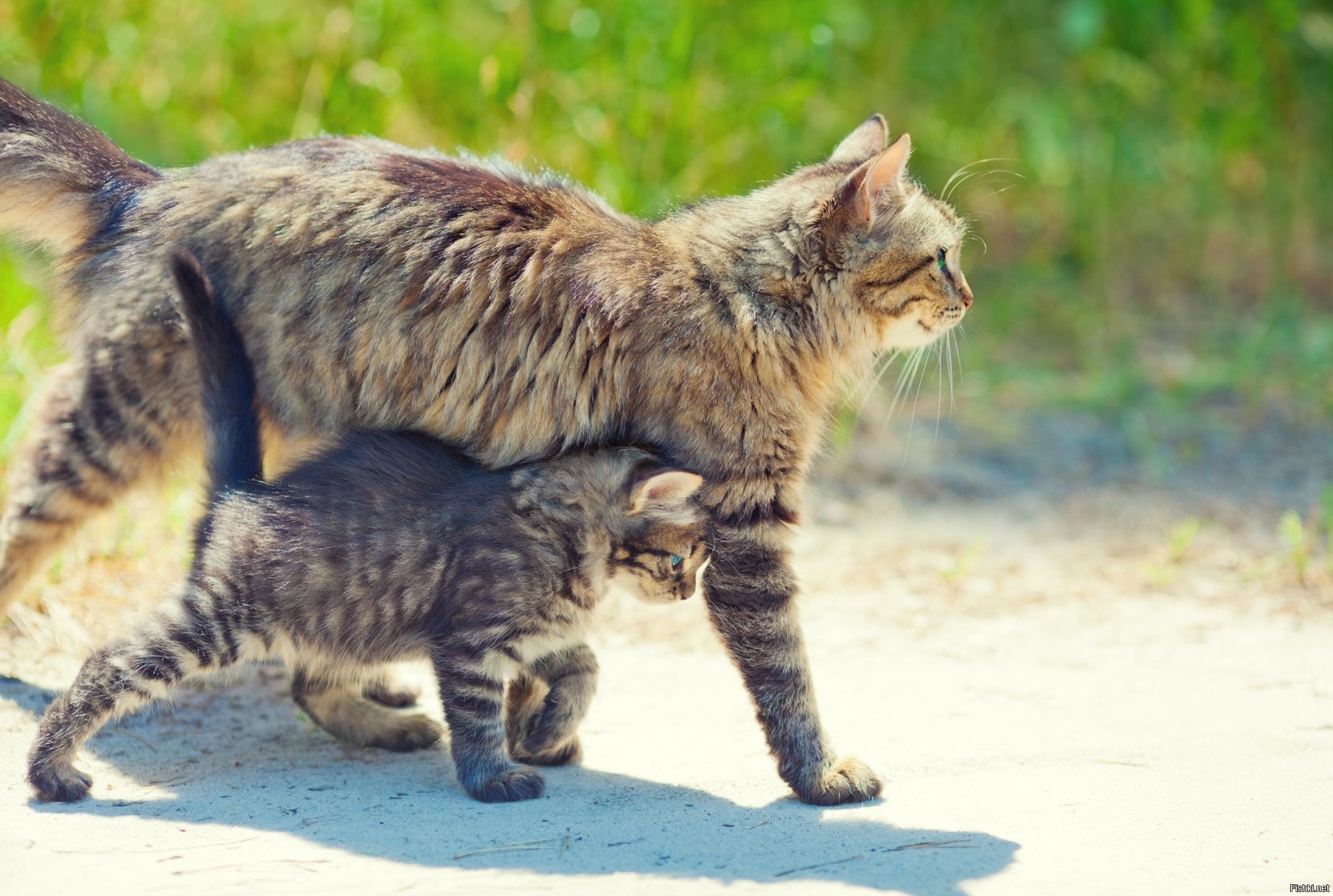 Маленький котеночек к мамочке идет. Старый и молодой кот. Кошка идет с котенком. Старый кот и молодой кот. Старая и молодая кошка.