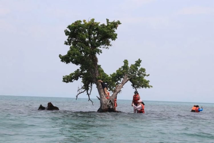 В Таиланде пытаются спасти слишком популярное дерево от любителей селфи