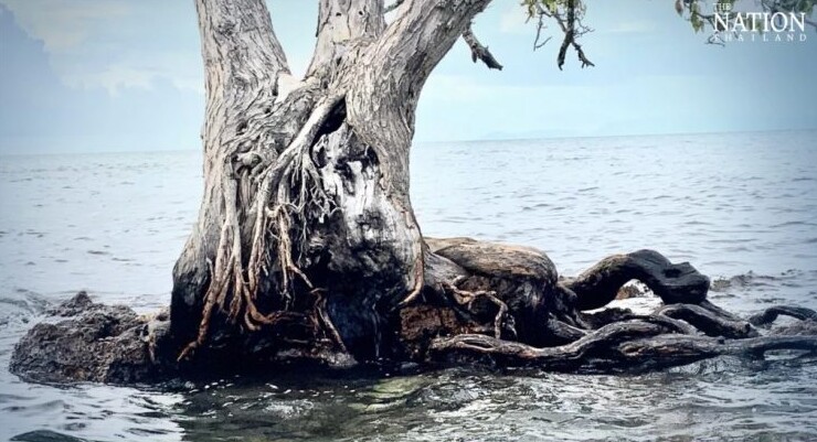 В Таиланде пытаются спасти слишком популярное дерево от любителей селфи
