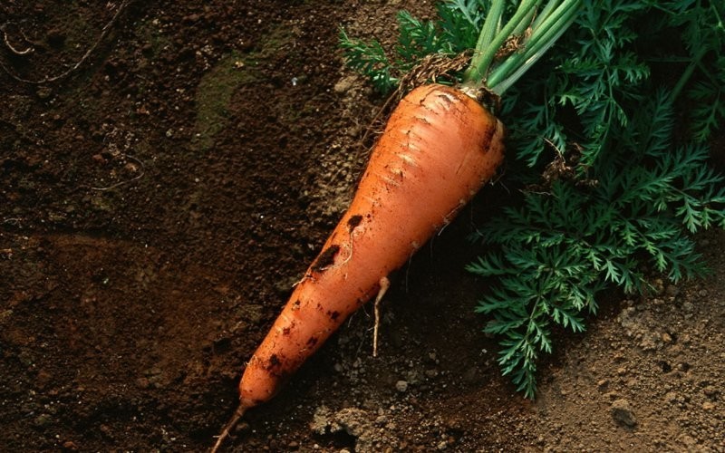 Овощи-убийцы: так ли полезна и безопасна растительная пища, как о ней говорят?