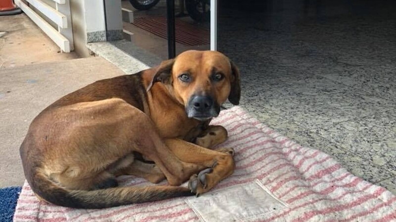 Собака отказалась покинуть госпиталь, где умер ее владелец