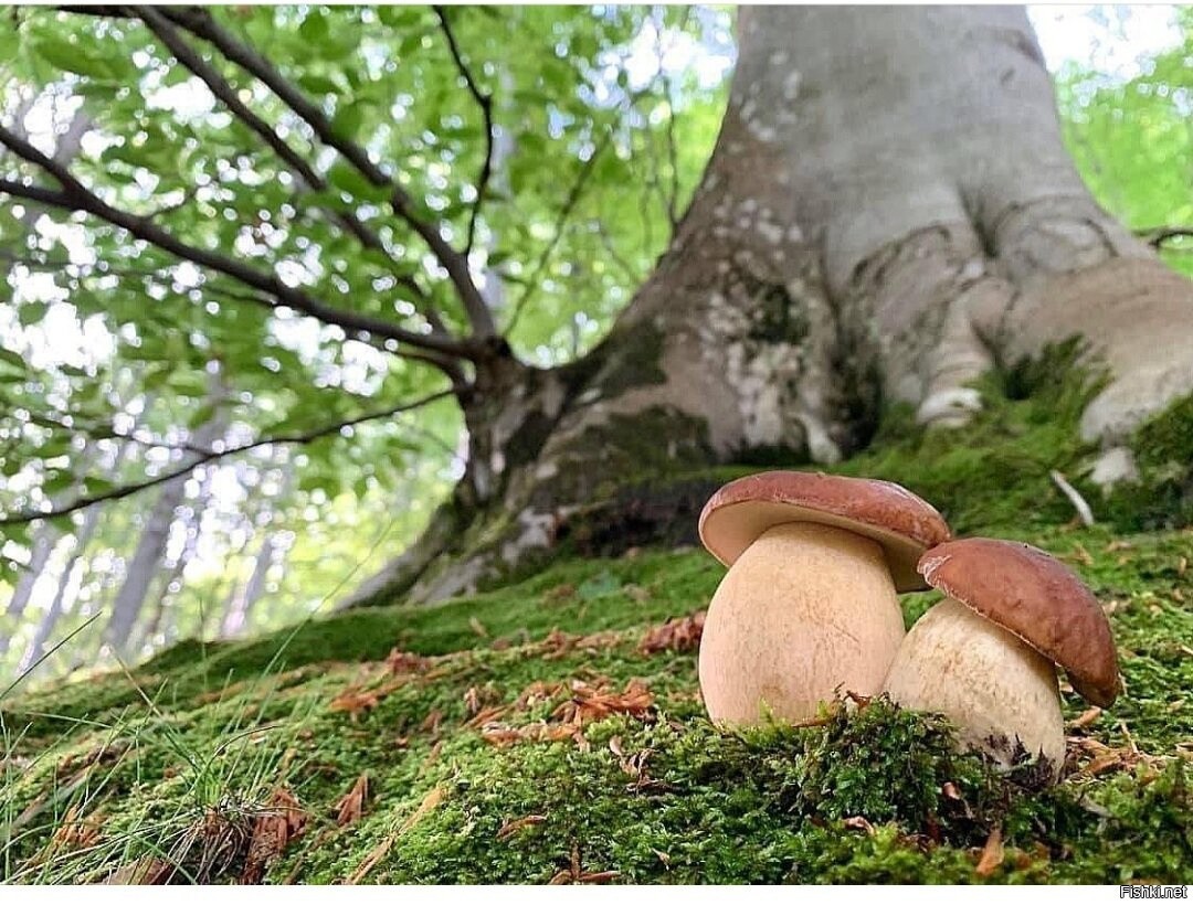 2022 15. Боровик розовокожий гриб. Rubroboletus rhodoxanthus. Боровик красивоокрашенный. Боровик щетинковый.