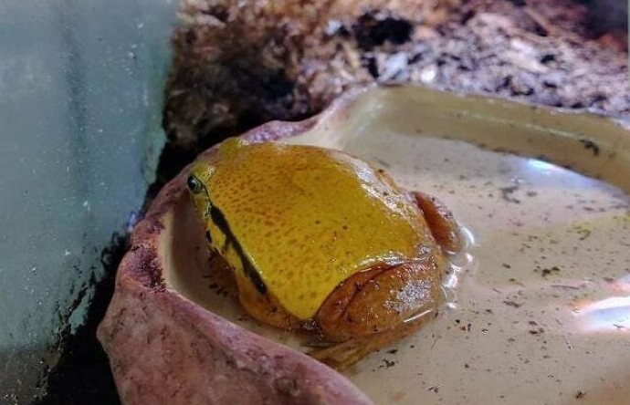 Эта лягушка – словно расплавленный янтарный ломтик сыра на бутерброде
