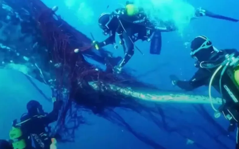 Морской биолог освободила горбатого кита, пойманного в рыболовную сеть
