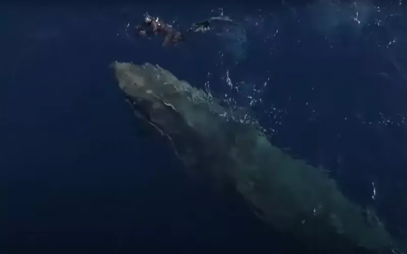 Морской биолог освободила горбатого кита, пойманного в рыболовную сеть