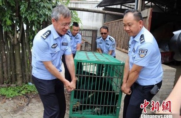 Купленный жительницей Китая «щенок» оказался опасным исчезающим животным