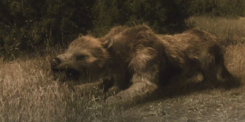 Во Франции нашли останки гигантской медведособаки, которая жила на Земле 12 миллионов лет назад