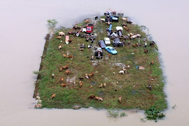 Это не диорама. Это настоящий остров, полный людей и животных, которые пережили наводнения в Малайзии