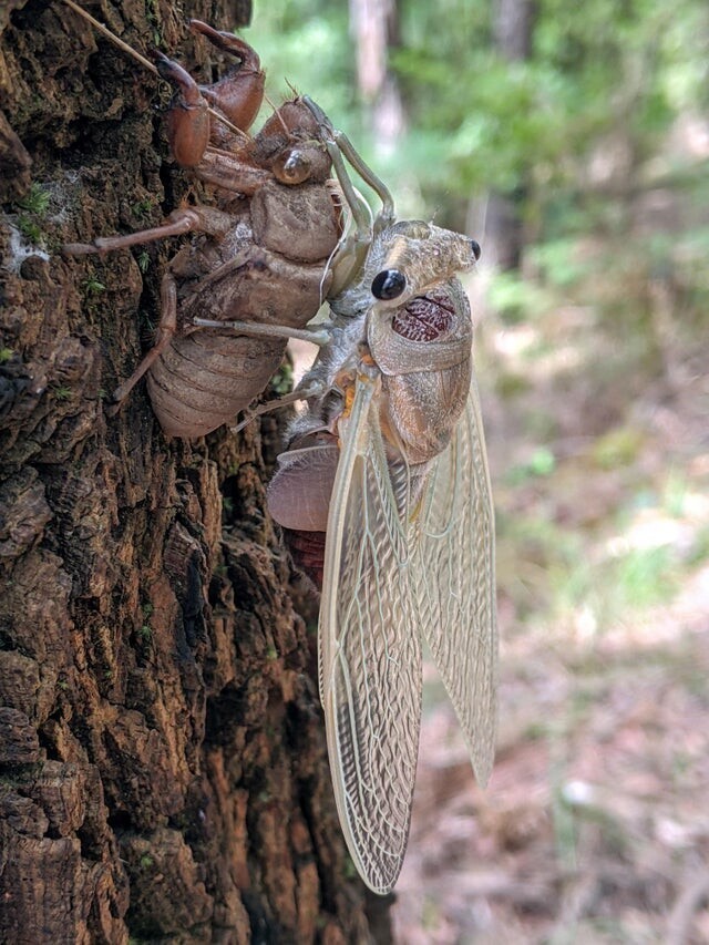 Цикада, которая избавляется от своего экзоскелета, после 17 лет жизни под землей