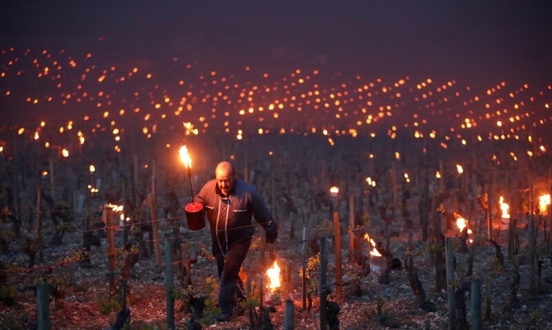Французские фермеры используют огонь, чтобы спасти свои виноградники в холодные ночи