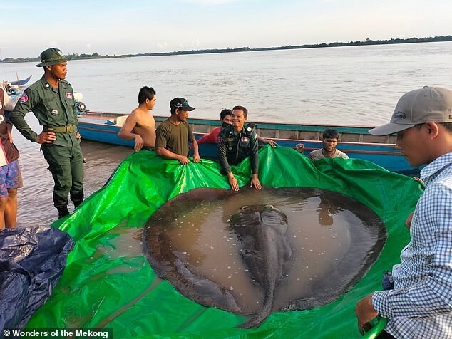 Камбоджийские рыбаки поймали гигантского ската-рекордсмена