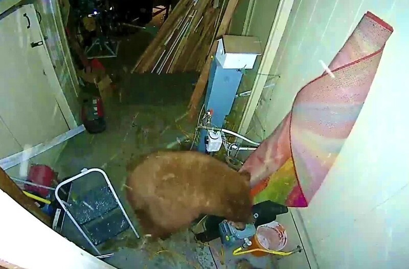 Медведи устроили драку в постройке жительницы Калифорнии