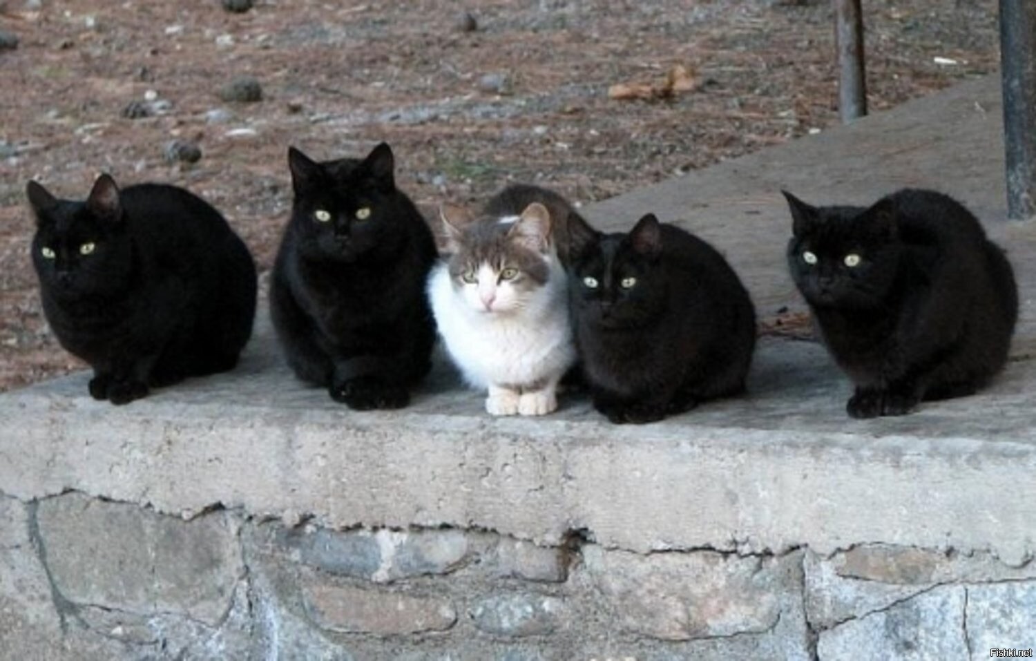 Черная кошка среди белых