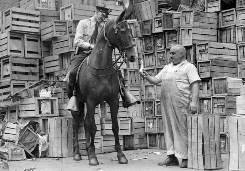 Банан для полицейской лошади, 1938 год
