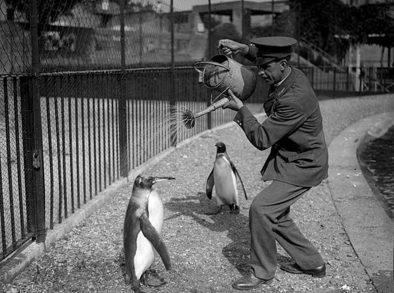 Работник зоопарка поливает пингвина водой в жаркий день, 28 августа 1930 года