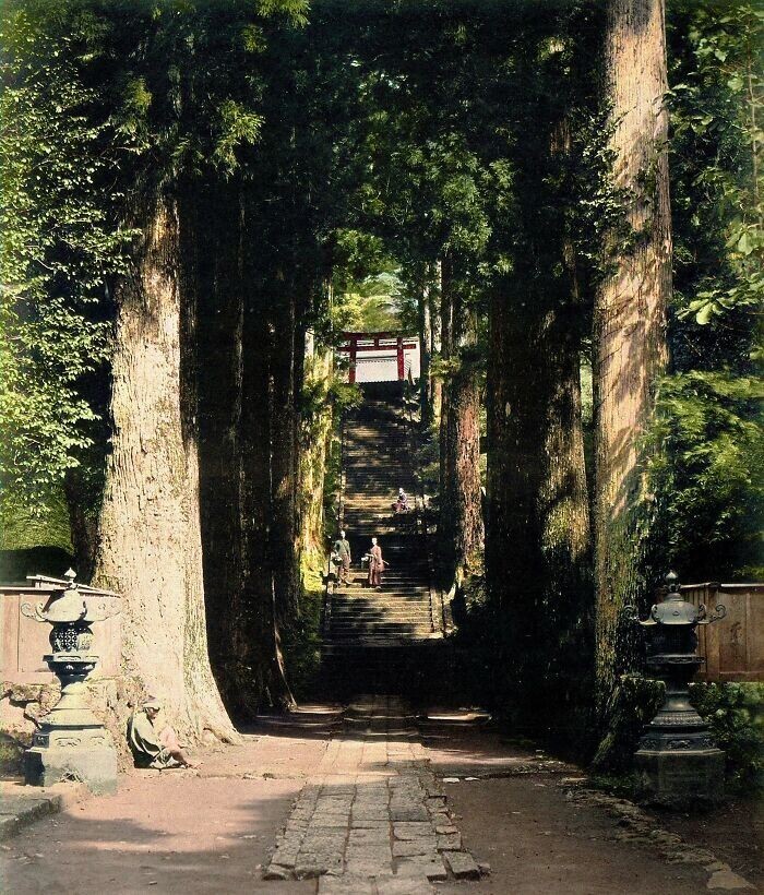 26. Хаконэ, Япония, усаженная деревьями аллея, заканчивающаяся лестничным пролётом к храму, сфотографирована Феличе Беато ок. 1868 г.