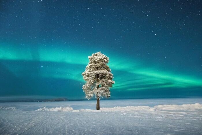 22. Одинокое дерево под северным сиянием - Лапландия, Финляндия