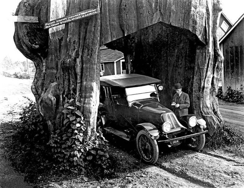 Тихоокеанское шоссе на самом деле проходило через вашингтонский красный кедр. 1920 год
