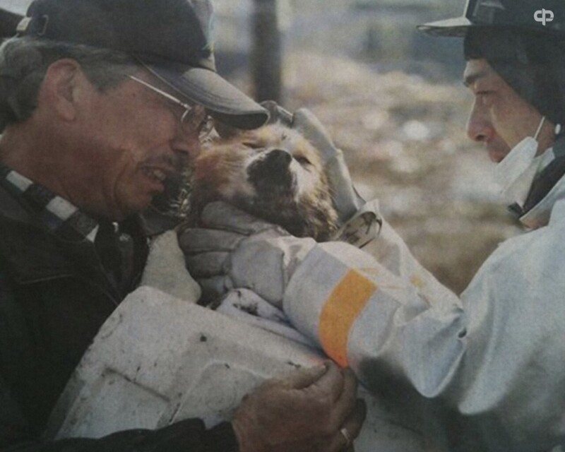 Собака встретилась с своим хозяином после цунами в Японии. 2011 год