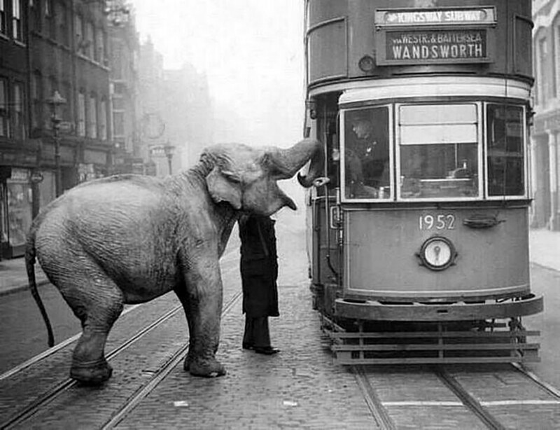 Слон останавливает трамвай на Грейс-Инн-роуд в Лондоне, чтобы съесть яблоко у водителя, 1936 год.