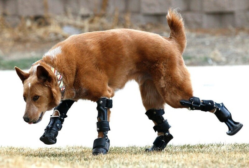 Эта собака была найдена с отмороженными лапами, теперь у нее есть протезы, и она может ходить