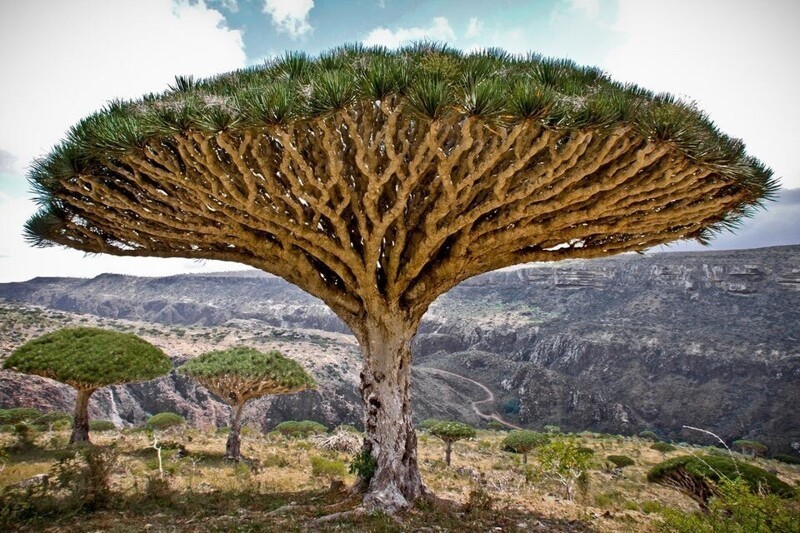 Это дерево "Крови дракона" можно найти только в некоторых частях Йемена
