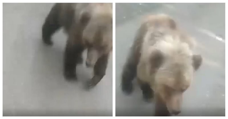 «Да пошёл ты!»: россиянка криками отогнала напавшего на неё медведя