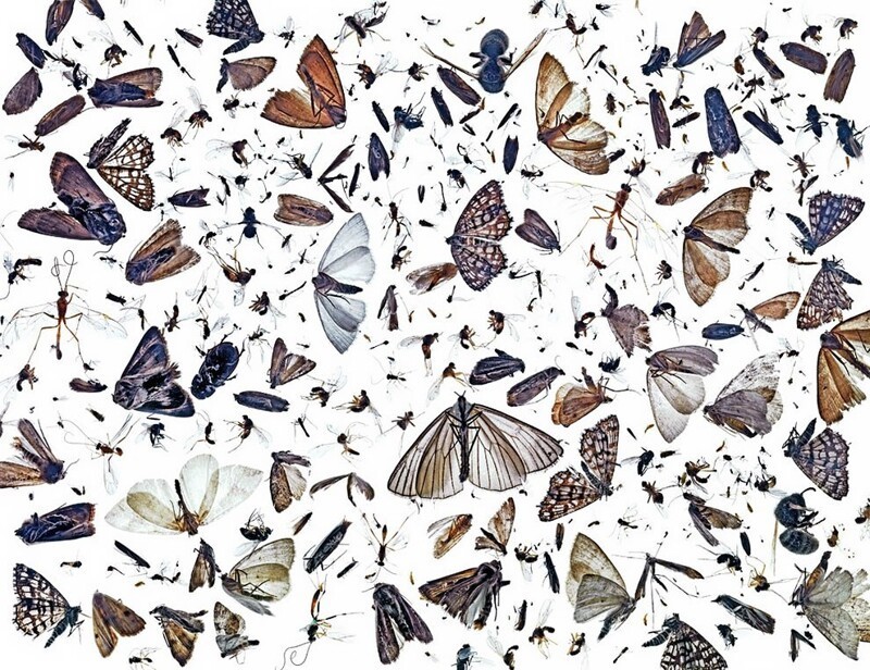 Пол Хермансен, «Разнообразие насекомых», 2014, Ски, Норвегия