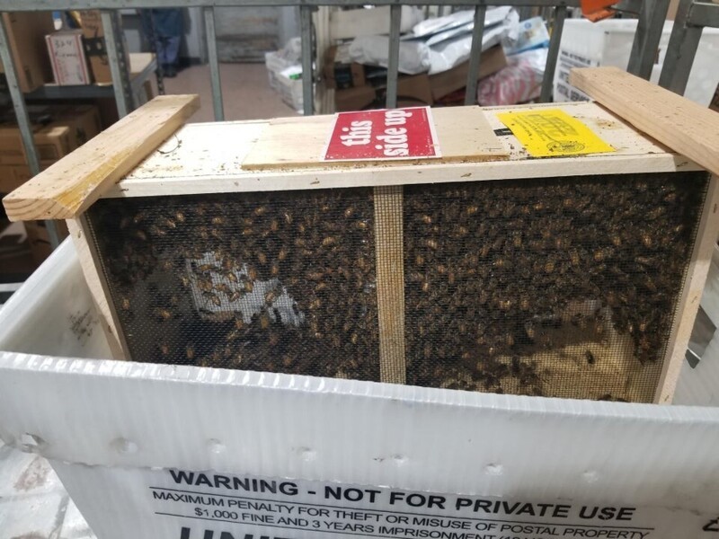 Кто-то решил, что будет отличной идеей отправить по почте ящик с пчёлами