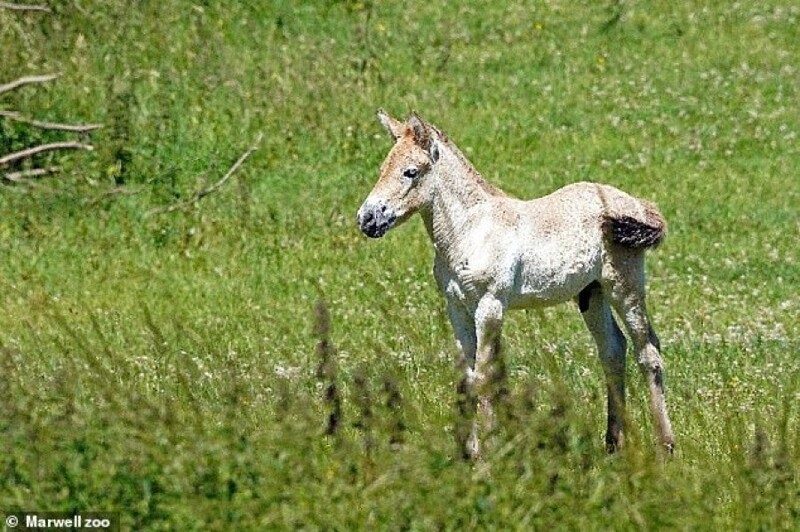 Надежда на спасение: в Англии родился жеребёнок лошади Пржевальского