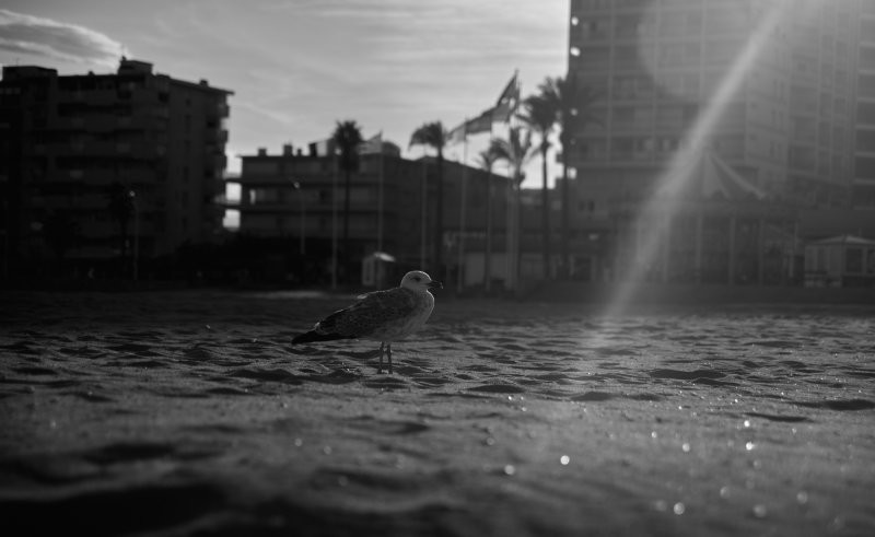 Canet-en-Roussillon