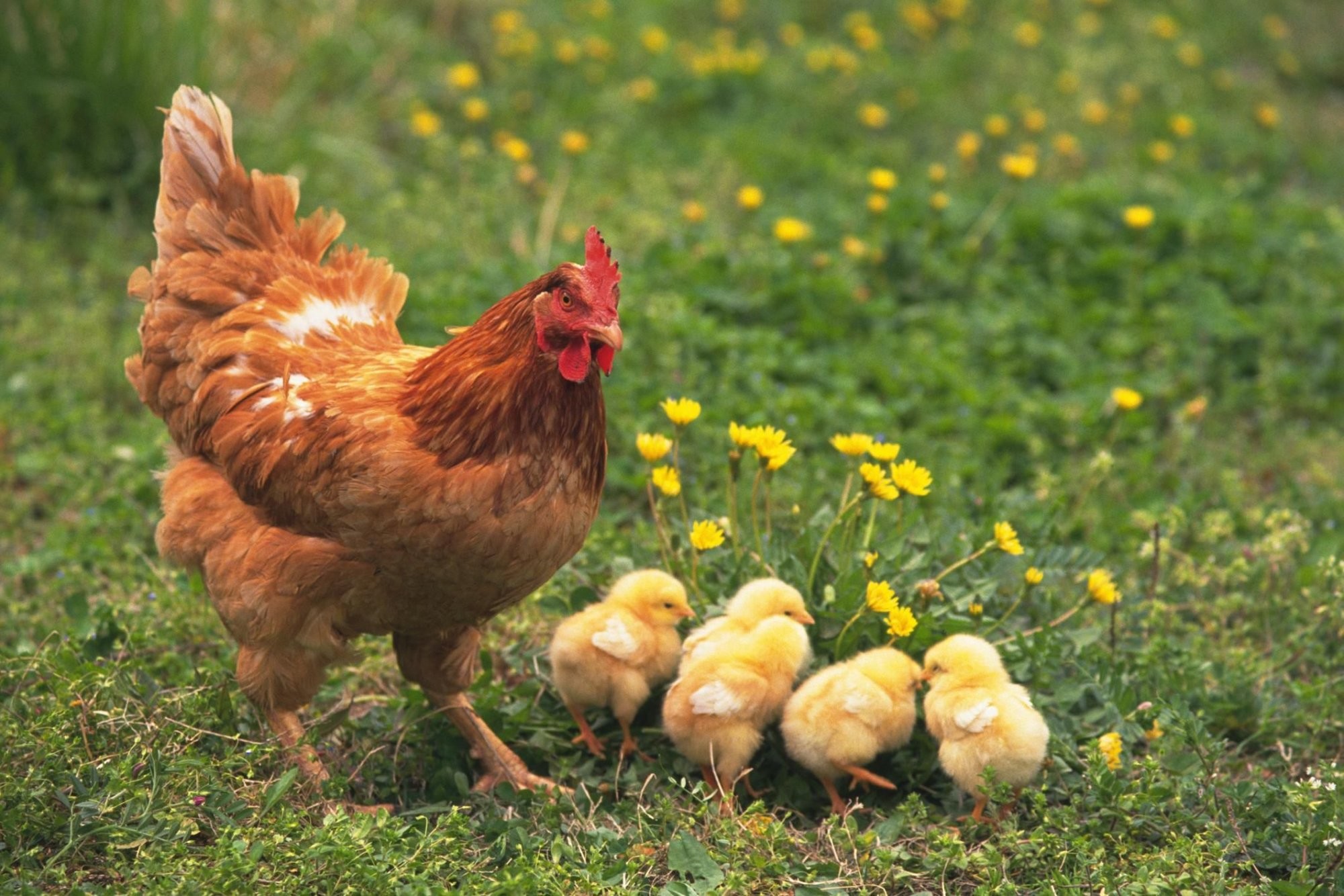 Se pueden comer huevos de gallinas enfermas