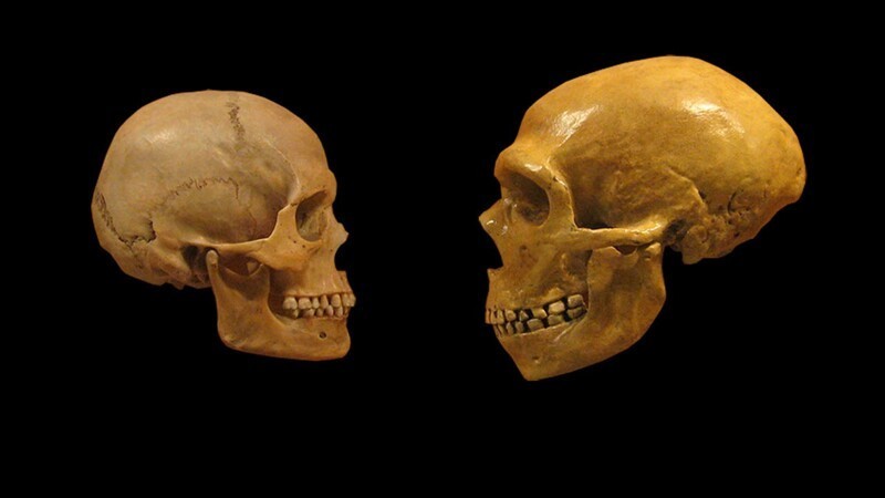 15. Мозг неандертальцев был гораздо больше мозга современного человека
