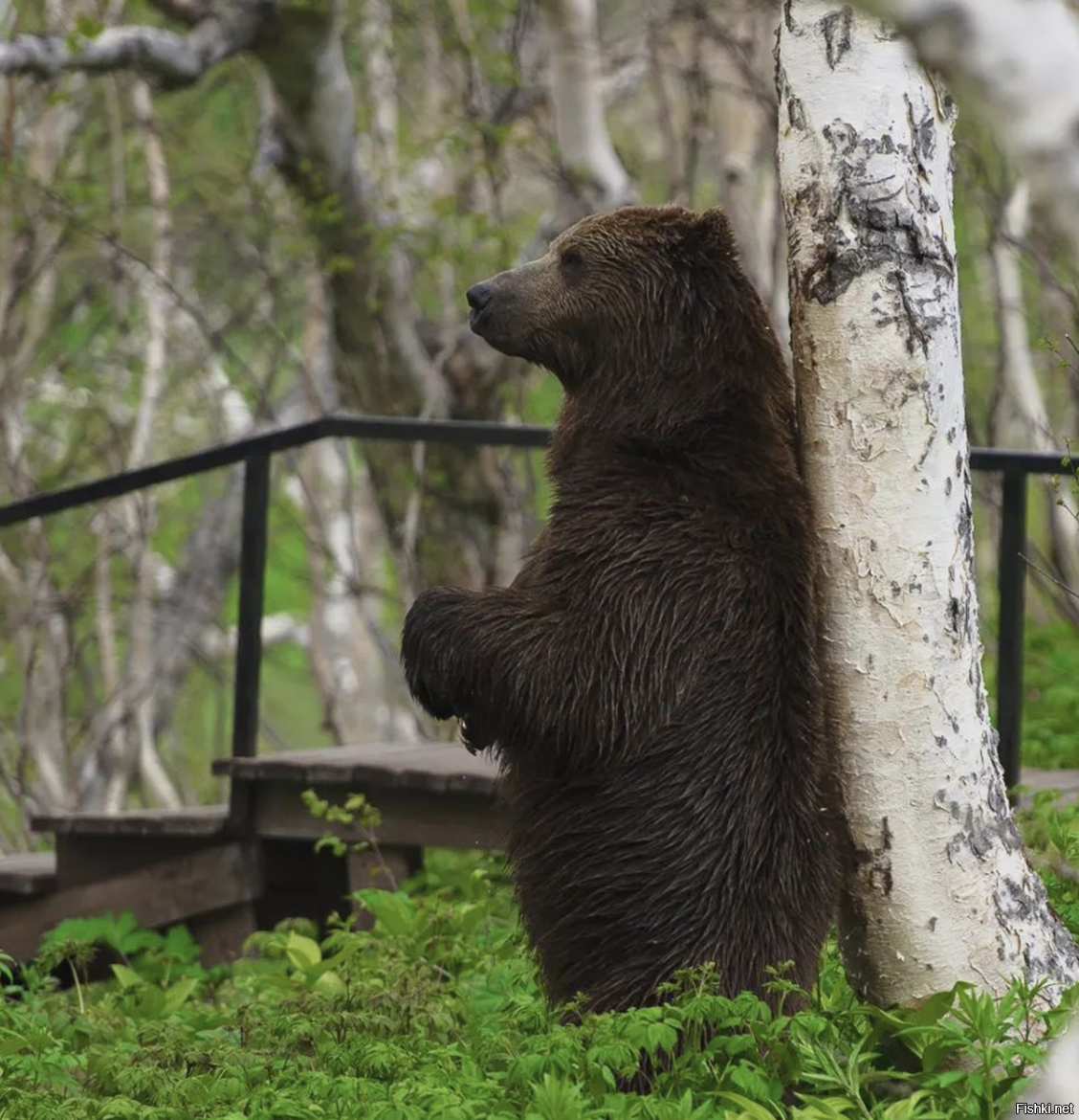 Где живет камчатский медведь. Медведь. Годовалый Медвежонок. Камчатский медведь. Медведь метит территорию.