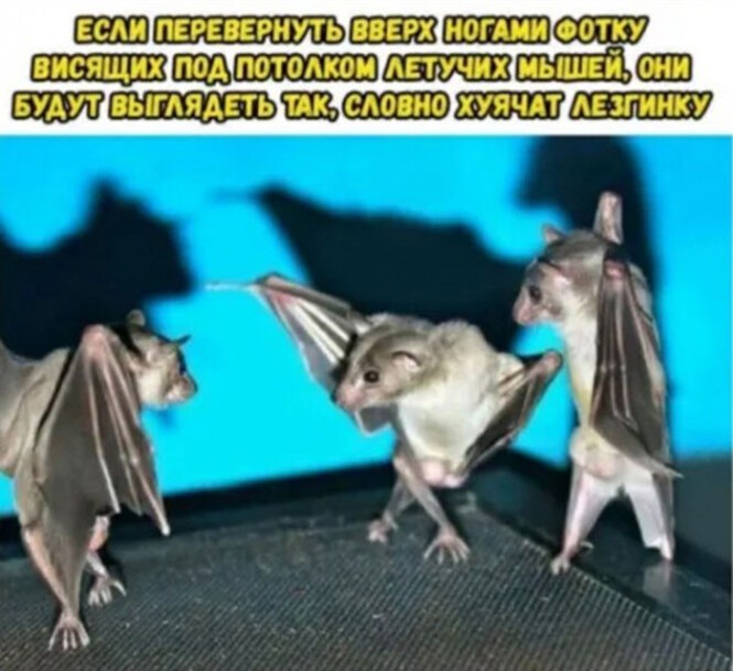 Смешные и познавательные картинки