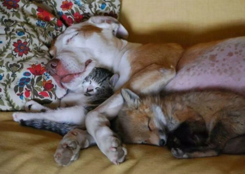 Дикая лиса подружилась с собакой и кошкой