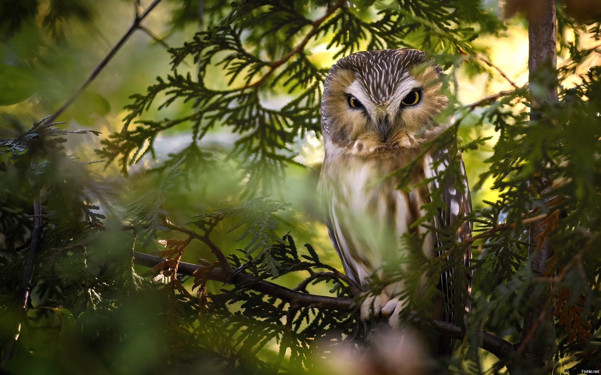 Милые совы. Филин и пташки. Филин и пташки. Сова. Кроличий сыч птенец.