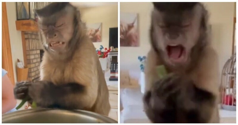 Истинная ярость: обезьянка ломает стручки фасоли