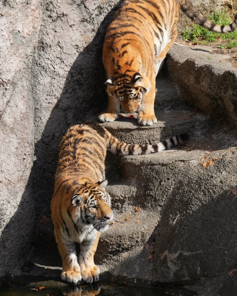 Наши тигры громко плачут: уронили в воду…