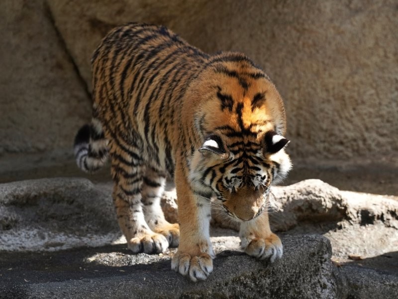 Наши тигры громко плачут: уронили в воду…