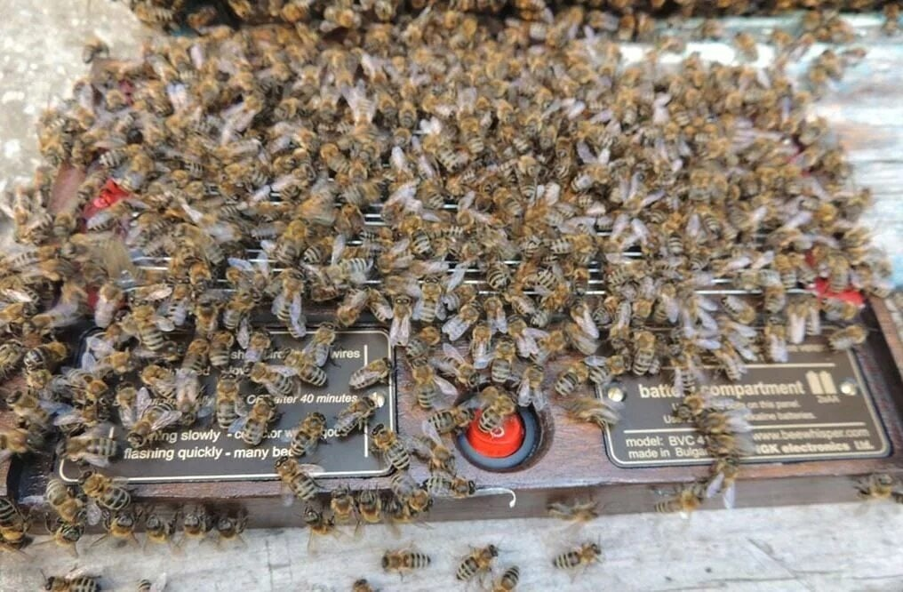 В чём разница «укуса» пчелы и осы?