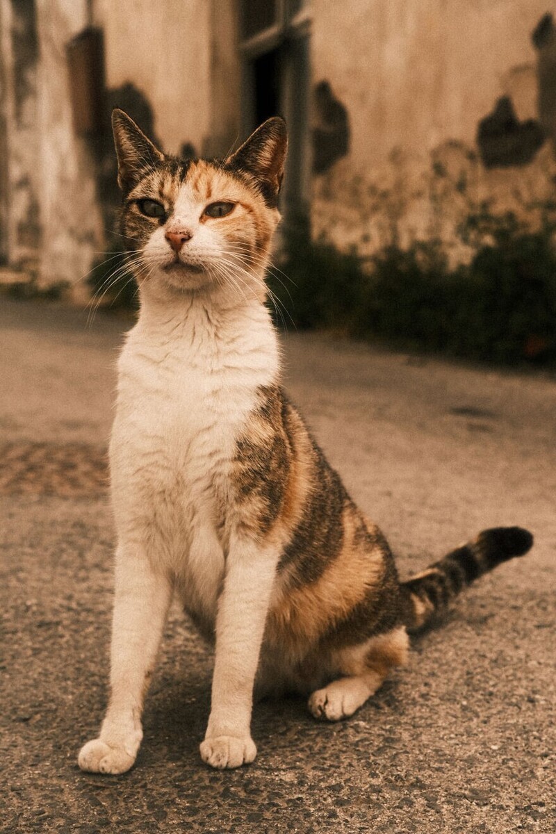 Кипрские кошки