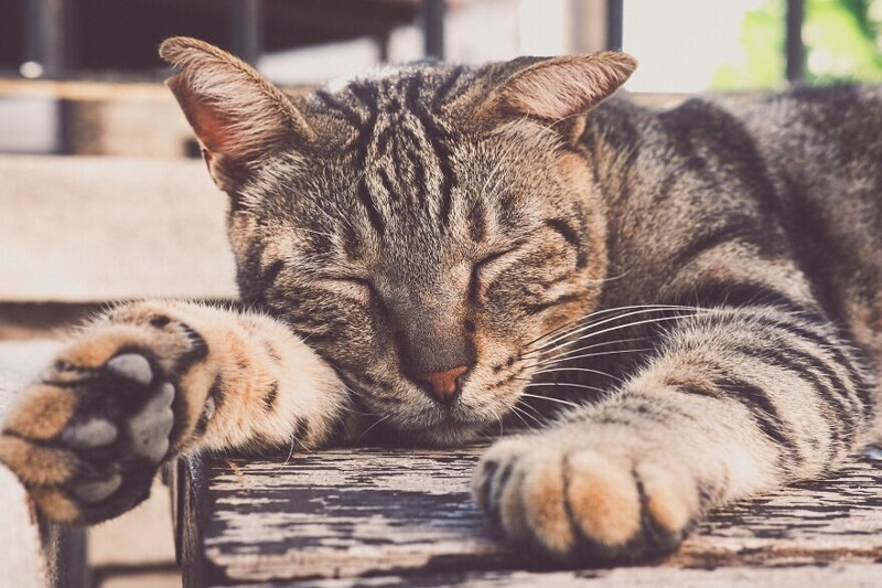 Фотограф делает чудесные снимки бездомных кошек на Кипре