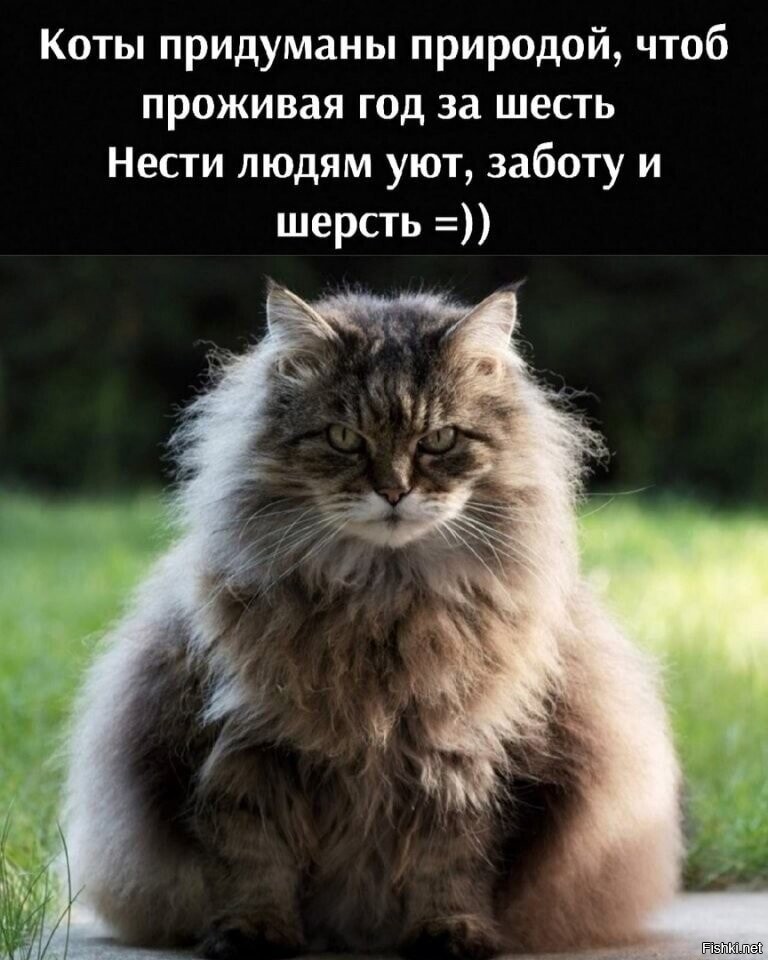 Давай придумаем для кота. Пушистый котик. Самые пушистые кошки. Кот придумал. Коты это ценнейший ресурс они уют вырабатывают.