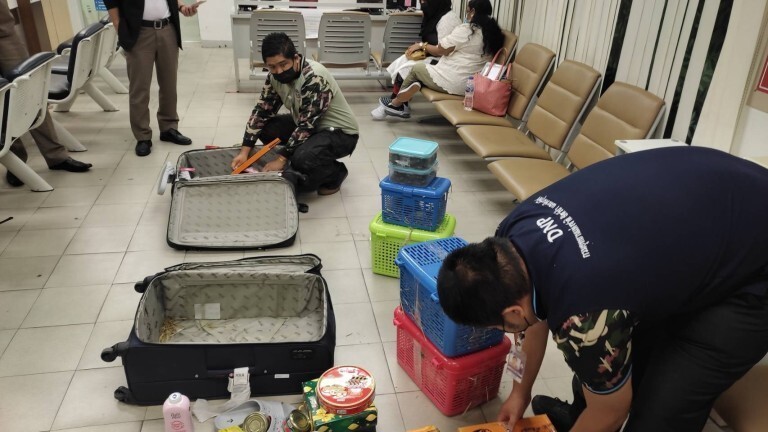 В Бангкоке задержали женщин, которые пытались провезти 109 животных