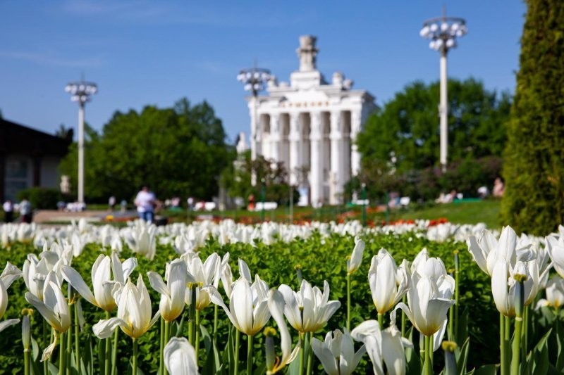 Цветы москвы фото