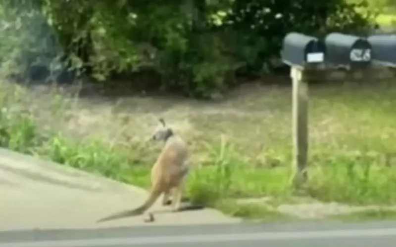 «Беги, бро»: попугай открыл вольер кенгуру, и тот отправился на прогулку в город