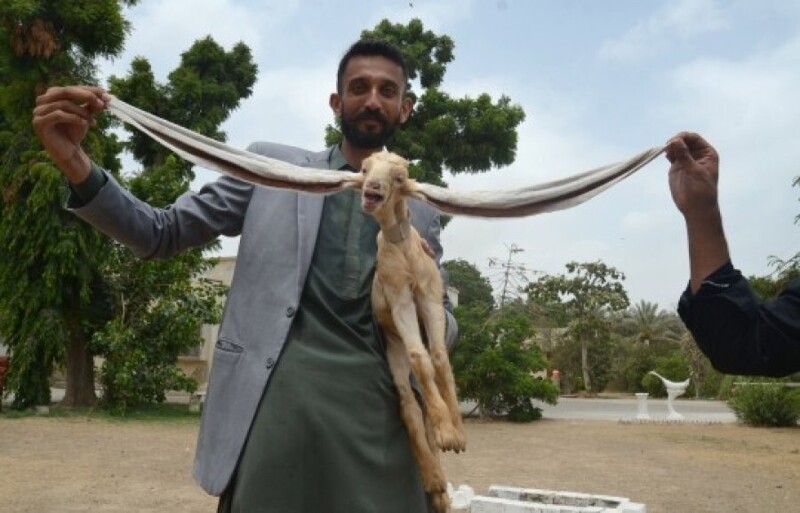 В Пакистане родился козлёнок с самыми длинными ушами в мире