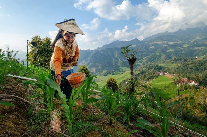 Индонезийская фермерша за работой